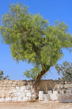 Ağacın yanında çitin arkasına adamlar bahis Jimal (Jamal) Katolik Manastırı, İsrail