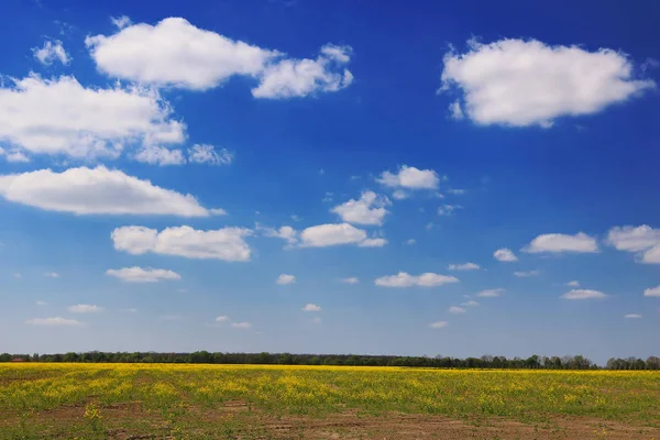 Canola pole, žluté řepkové květy, řepkové semínko — Stock fotografie