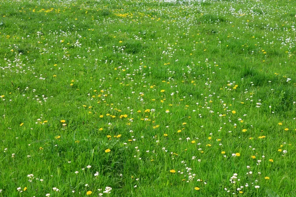 Flores selvagens em um prado de primavera — Fotografia de Stock