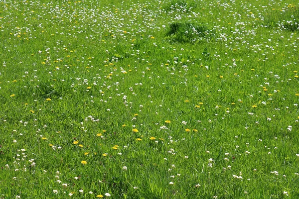 Wilde bloemen op een lente-weide — Stockfoto