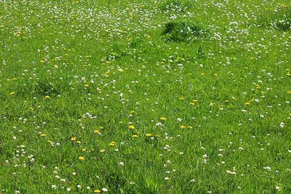 春の草原の野生の花 — ストック写真