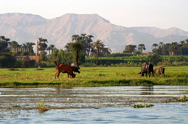 Mucche sulla riva del fiume Nilo in Egitto. Vita sul fiume Nilo — Foto Stock
