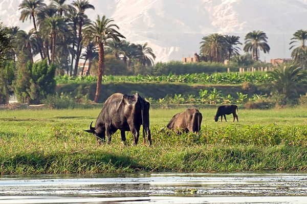 Koeien op de bank van de rivier de Nijl in Egypte. Leven op de rivier de Nijl — Stockfoto
