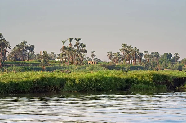 Красивый вид на берег Нила в Египте — стоковое фото