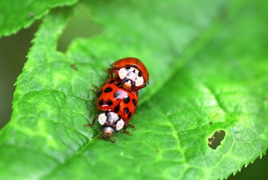 İki ladybugs yeşil yaprağı çiftleşme