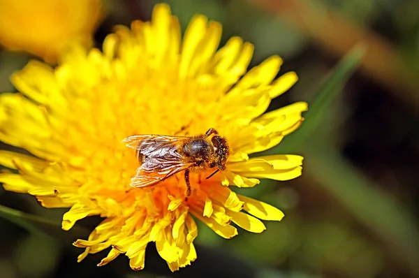 Bee on the dandelions flower in the spring — Stock Photo, Image