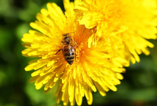 La abeja en los dientes de león florecen en primavera —  Fotos de Stock