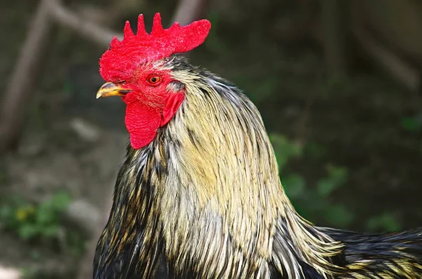 Big cock on the poultry farm — Stock Photo, Image