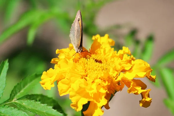 Noordelijke Muur Bruine Vlinder Lasiommata Petropolitana Goudsbloem Bloem — Stockfoto