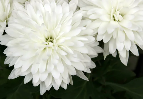 Nahaufnahme weißer Chrysanthemenblüten. Ansicht von oben — Stockfoto