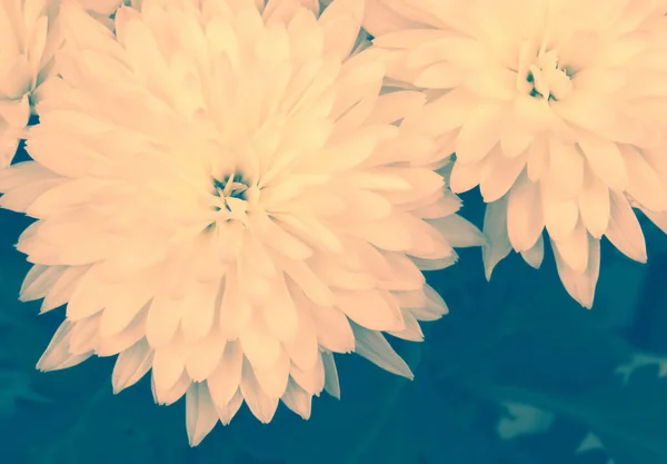 Închiderea florilor de crizanteme albe. Filtru de cerneală — Fotografie, imagine de stoc