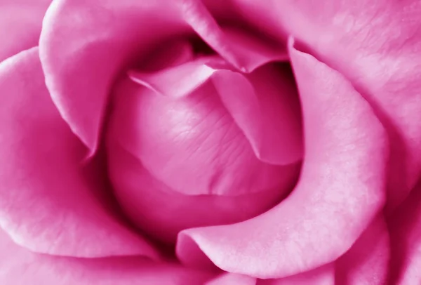 Close up view of a beautiful pink rose. Macro image of pink rose — Stock Photo, Image