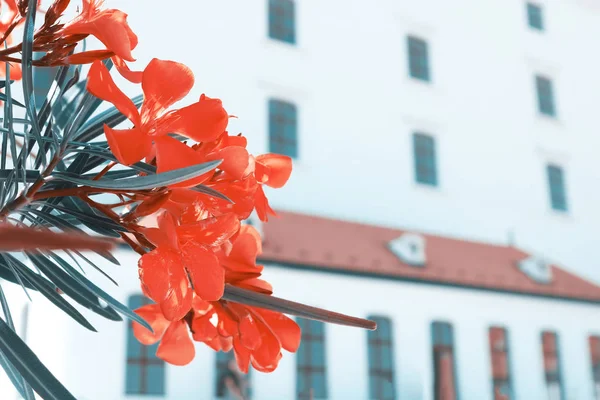 背景としての赤い花とブラチスラバ城、ブラチスラバ、スロバキア — ストック写真