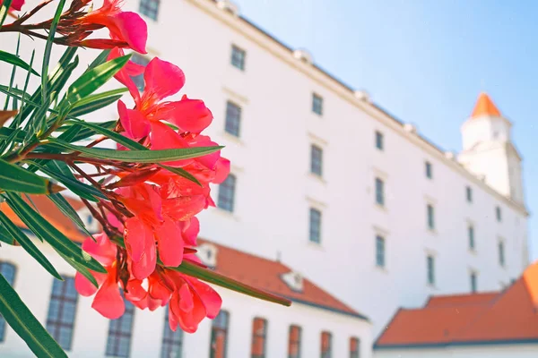Flores vermelhas e castelo de Bratislava como fundo, Bratislava, Eslováquia — Fotografia de Stock