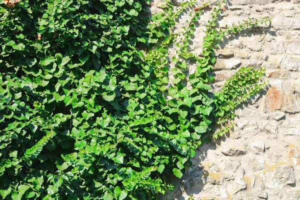 Klimplant aan de muur in de zomer — Stockfoto