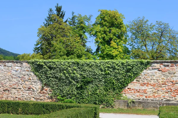 Κήπος και αυλή το καλοκαίρι στην τοποθεσία του Red Stone Castle στη Σλοβακία, Ευρώπη. Τοίχος με αναρρίχηση — Φωτογραφία Αρχείου