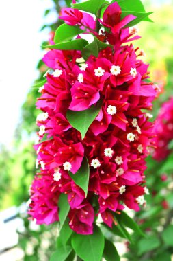 Çiçekler açan begonviller, Lat. Bougainvillea. Mor begonvil çiçekleri. Arkaplan olarak kullanılabilir
