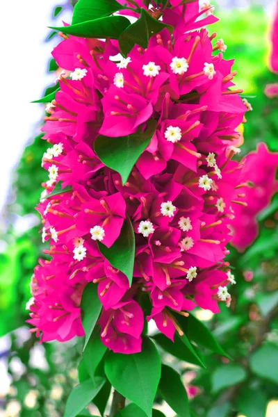 Květiny kvetoucí bougainvillea, lat. Bougainvillea. Fialové kytky z bougainvillea. Lze použít jako pozadí — Stock fotografie