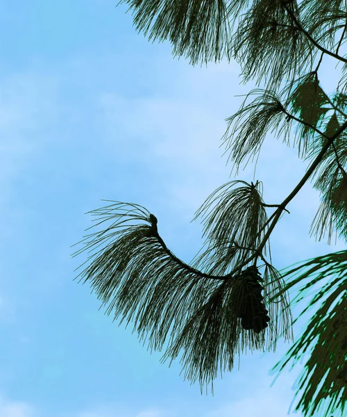 Silhueta de cone de pinheiro e agulhas em um contexto de céu azul — Fotografia de Stock