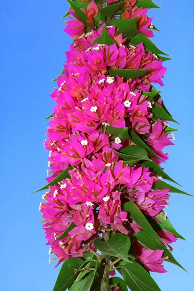 Květiny kvetoucí bougainvillea, lat. Bougainvillea, nad modrou oblohou. Fialové kytky z bougainvillea. Lze použít jako pozadí — Stock fotografie