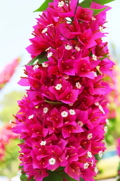 Квіти квітучої бугенвільї, лат. Бугенвіль. Фіолетові квіти бугенвільї. Може використовуватися як тло — стокове фото