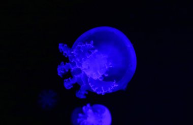 Cannonball jellyfish (Stomolophus meleagris), also known as the cabbagehead jellyfish, is a species of jellyfish in the family Stomolophidae