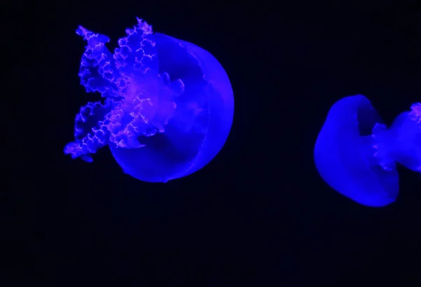 Le meduse a sfera di cannone (Stomolophus meleagris), note anche come meduse a testa di cavolo, sono una specie di meduse della famiglia Stomolophidae. — Foto Stock