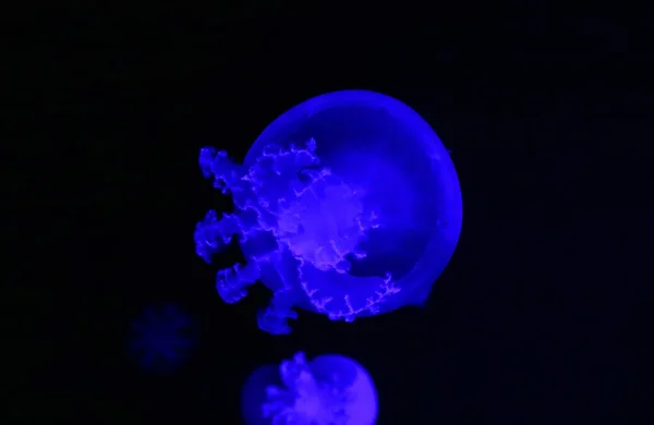 Cannonball jellyfish (Stomolophus meleagris), also known as the cabbagehead jellyfish, is a species of jellyfish in the family Stomolophidae — Stockfoto