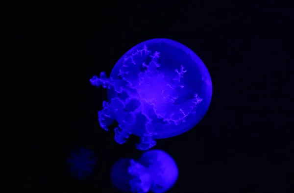 Cannonball medúzy (Stomolophus meleagris), také známý jako zelí medúzy, je druh medúzy z čeledi Stomolophidae — Stock fotografie