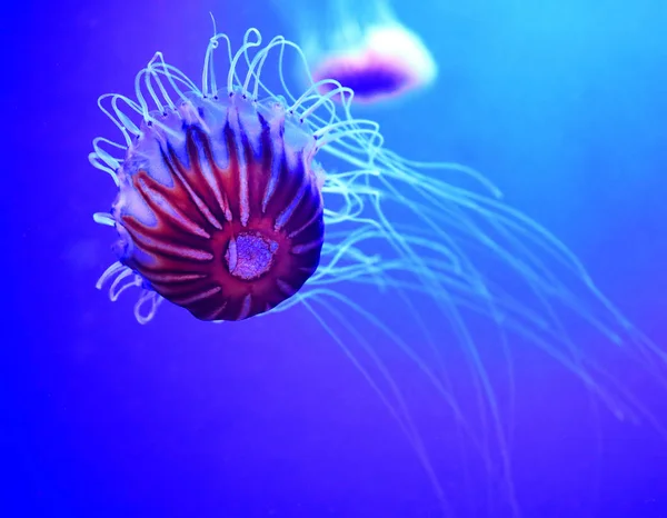 Japanese sea nettle (Chrysaora pacifica) is a jellyfish in the family Pelagiidae — Stok fotoğraf