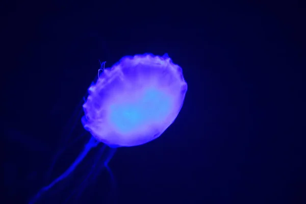 Pacific sea nettle (Chrysaora fuscescens), or West Coast sea nettle, is a common planktonic scyphozoan that lives in the eastern Pacific Ocean from Canada to Mexico — 스톡 사진