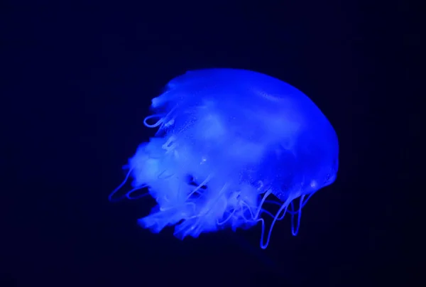 Cyanea capillata lion's mane jellyfish is confined to cold, boreal waters of the Arctic, northern Atlantic, and northern Pacific Oceans — 图库照片