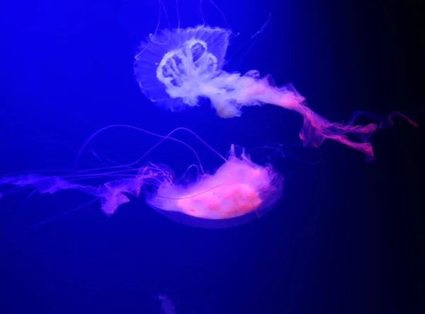 Amakusa (Sanderia Malayensis) se ven comúnmente en la costa sur de Japón, solo durante el verano. Las medusas Amakusa tienen 32 lóbulos, 4 brazos en la boca y 16 tentáculos muy largos saliendo de la campana —  Fotos de Stock