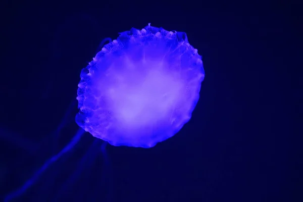 Pacific sea nettle (Chrysaora fuscescens), or West Coast sea nettle, is a common planktonic scyphozoan that lives in the eastern Pacific Ocean from Canada to Mexico — Stok fotoğraf