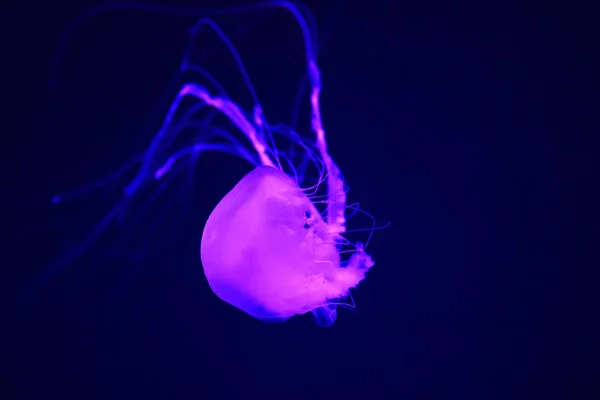 A urtiga-do-pacífico (Chrysaora fuscescens), ou urtiga-do-mar da Costa Oeste, é um cifozoário planctônico comum que vive no leste do Oceano Pacífico, do Canadá ao México. — Fotografia de Stock