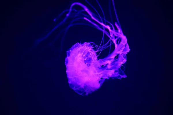 Pacific sea nettle (Chrysaora fuscescens), or West Coast sea nettle, is a common planktonic scyphozoan that lives in the eastern Pacific Ocean from Canada to Mexico — 图库照片