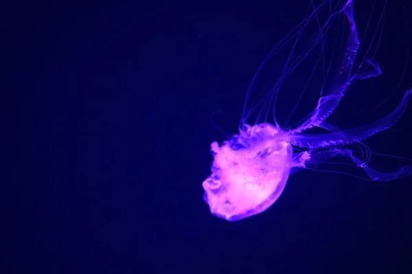 A urtiga-do-pacífico (Chrysaora fuscescens), ou urtiga-do-mar da Costa Oeste, é um cifozoário planctônico comum que vive no leste do Oceano Pacífico, do Canadá ao México. — Fotografia de Stock