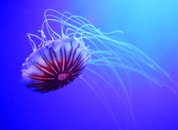 Японська Морська Сітка Chrysaora Pacifica Медуза Родини Pelagiidae — стокове фото