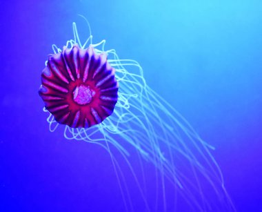 Japon deniz ısırganı Chrysaora pacifica, Pelagiidae familyasından bir denizanasıdır.