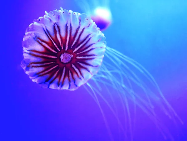 Japon Deniz Isırganı Chrysaora Pacifica Pelagiidae Familyasından Bir Denizanasıdır — Stok fotoğraf