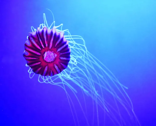 Japanese Sea Nettle Chrysaora Pacifica Jellyfish Family Pelagiidae — Stock Photo, Image