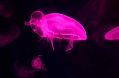 Aurelia aurita, Aurelia cinsinin yaygın olarak kullanılan bir türüdür (ayrıca 