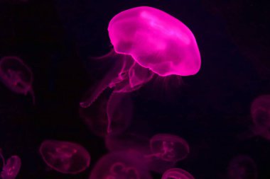 Aurelia aurita, Aurelia cinsinin yaygın olarak kullanılan bir türüdür (ayrıca 