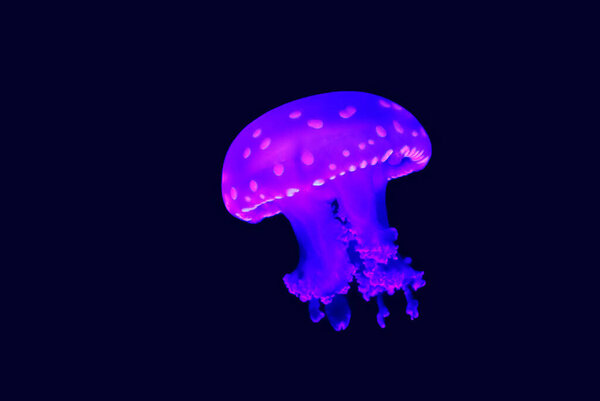 Phyllorhiza punctata - вид медуз, также известный как плавающий колокол, австралийская медуза с пятнами, коричневая медуза или медуза с белыми пятнами.
.