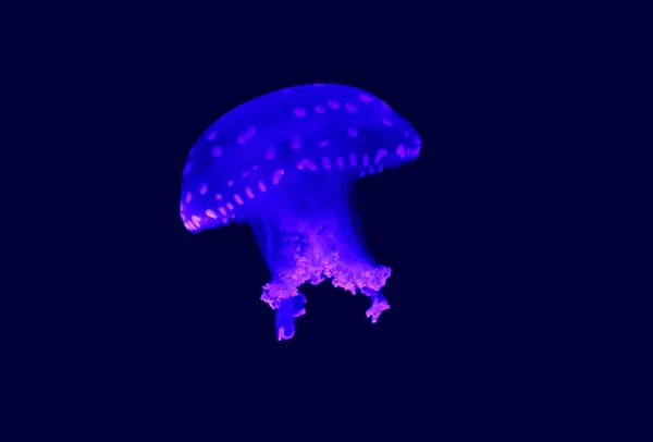 Phyllorhiza Punctata Вид Медуз Известный Плавающий Колокол Австралийская Медуза Пятнами — стоковое фото