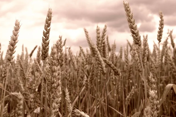 Wheat Field Close Filter Applied — Stock Photo, Image
