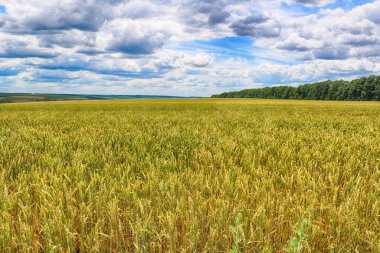Buğday tarlası ve bulutlu gökyüzü ile kırsal