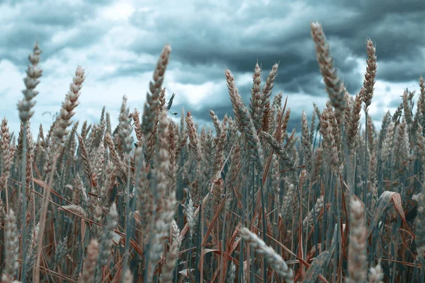 Пшеничное Поле Крупный План Фильтр Применяется — стоковое фото