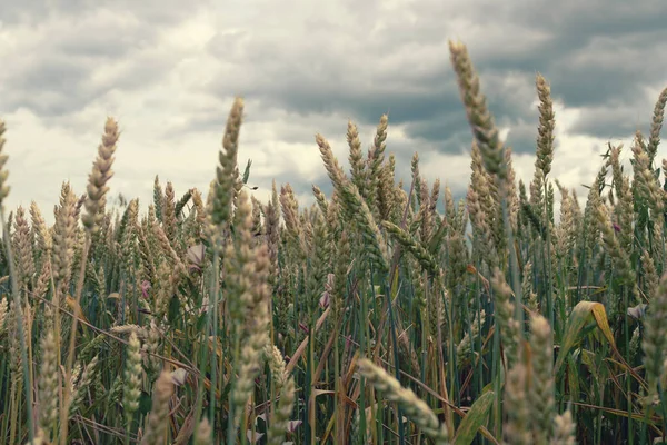 Vetefält Närbild Tillämpat Filter — Stockfoto