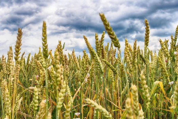 Пшеничне Поле Закрите Застосовується Фільтр — стокове фото